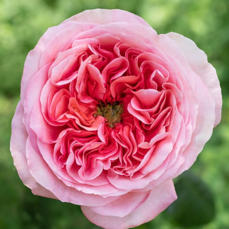  Roses 50cm Garden Like Pink Xpression 