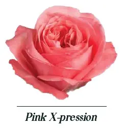 Roses Premium Pink  X-Pression 