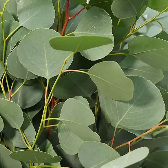 Greenery Eucalyptus Silver Dollar