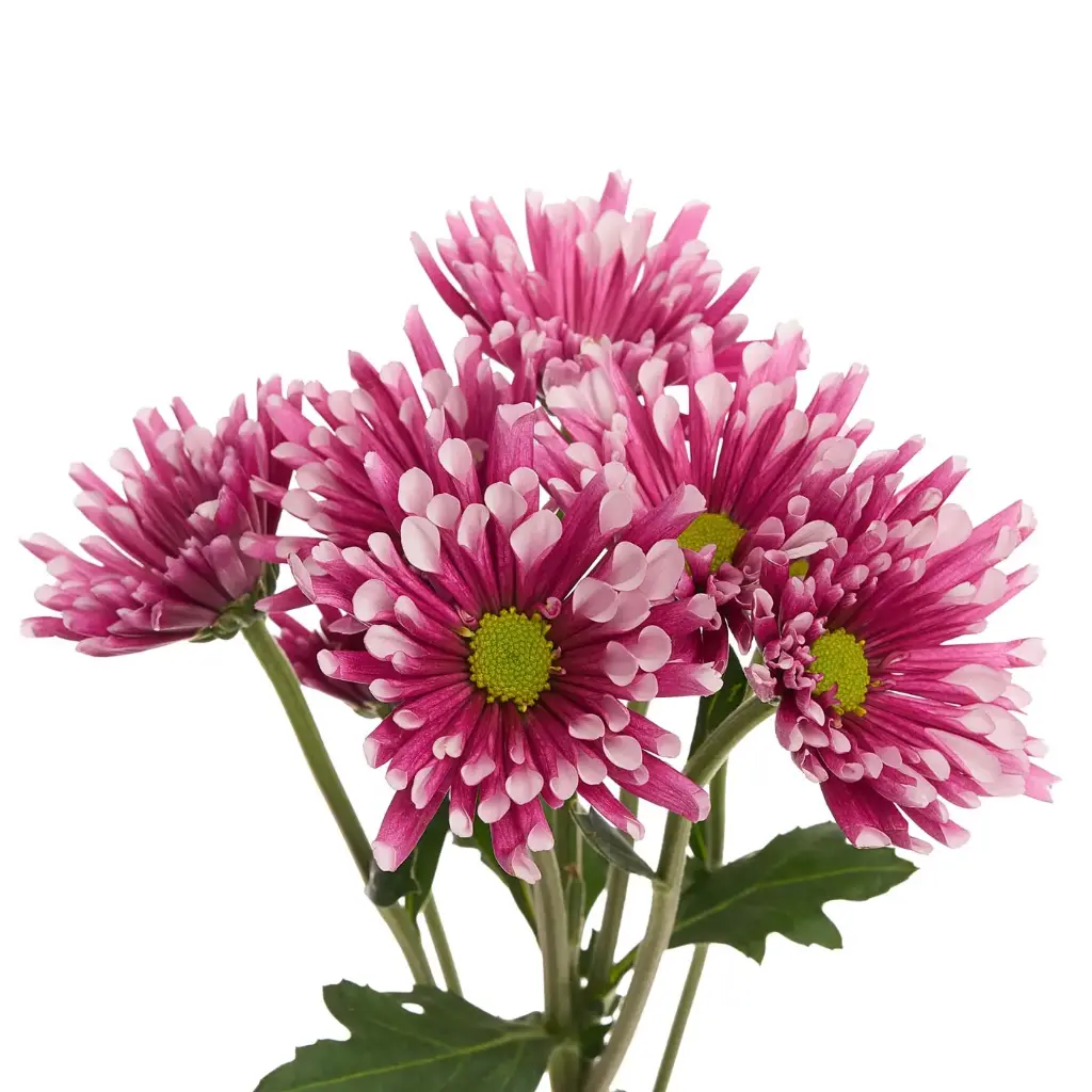 Chrysanthemum Daisy Bicolor Purple Smashing