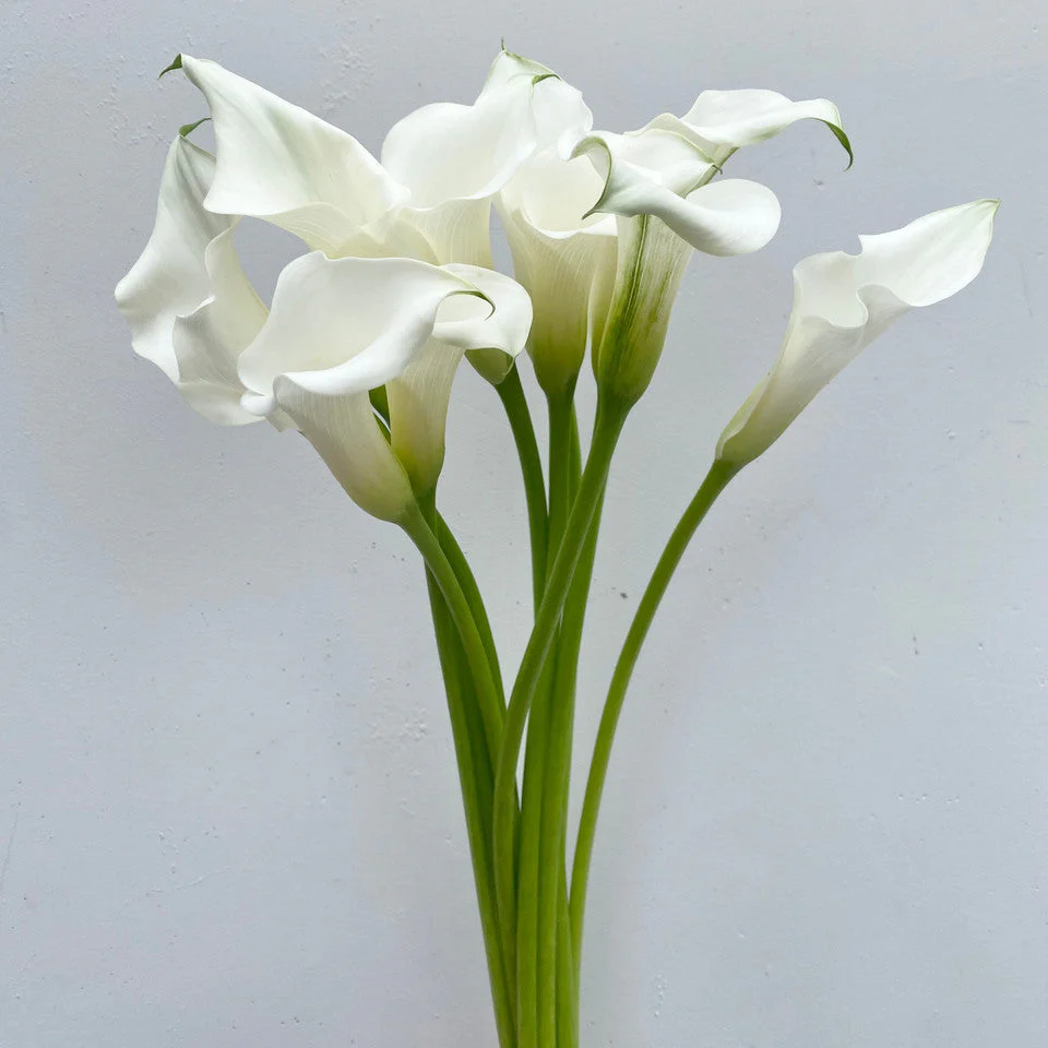 Calla Lily White 60cm - BOX