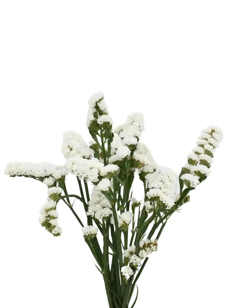 Statice   White 