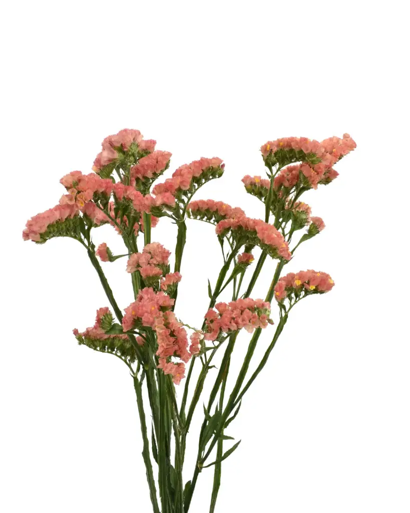Statice  Coral