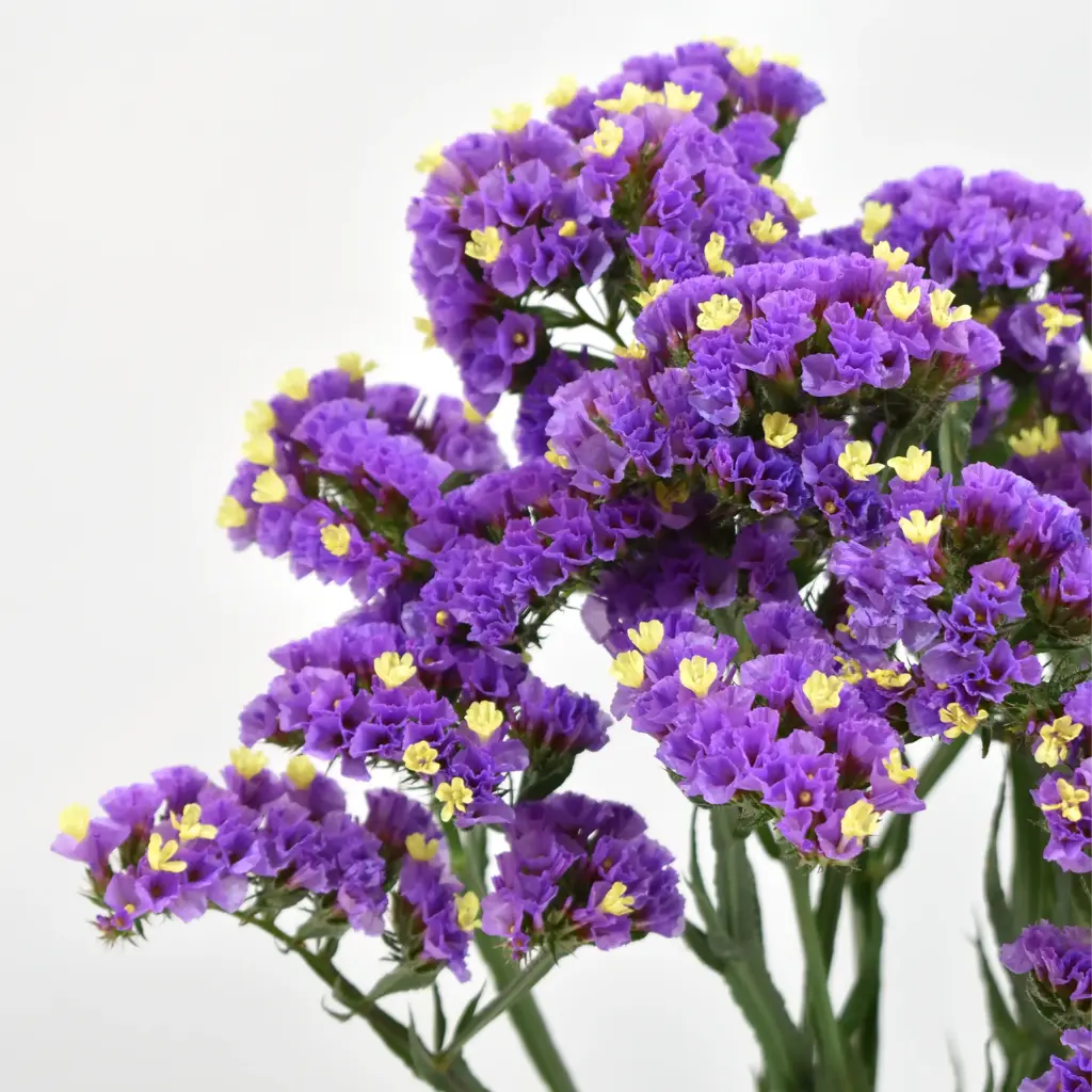  Statice  Violet