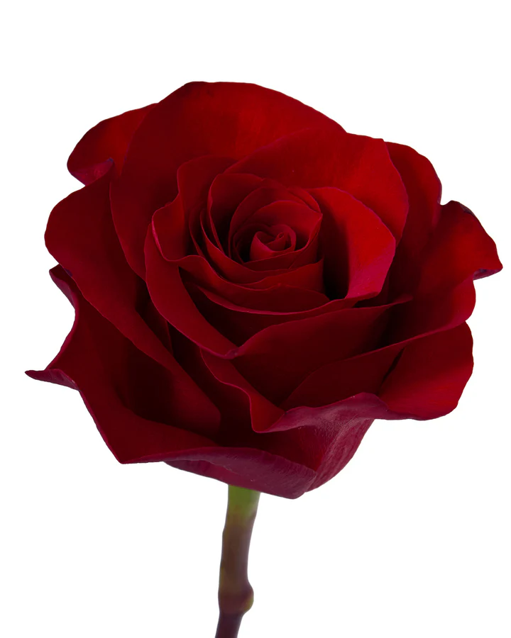Roses 60cm Red Mamma Mia 