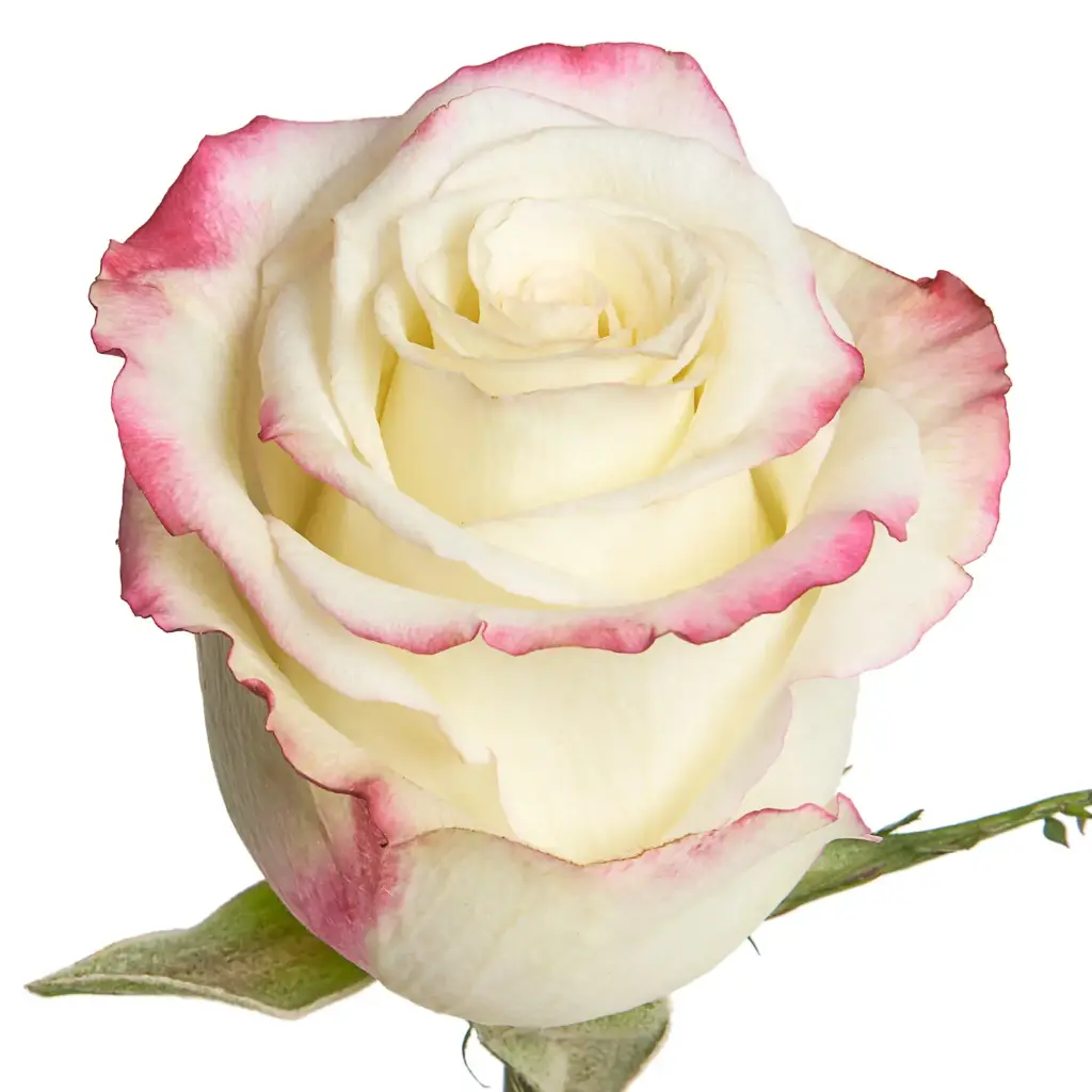 Roses 60cm Bicolor Red Sweetness