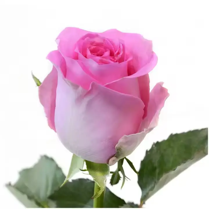  Roses 50cm Pink High and Bonita