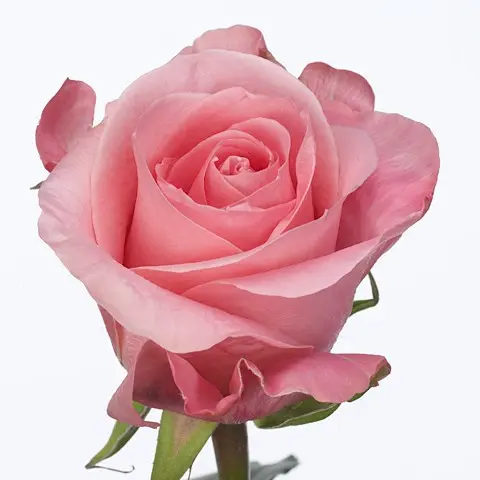 Roses 50cm Pink High and Bonita