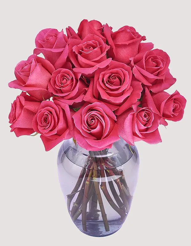  Roses 50cm Hot Pink Topaz