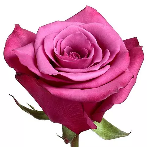  Roses 60cm Hot Pink Topaz