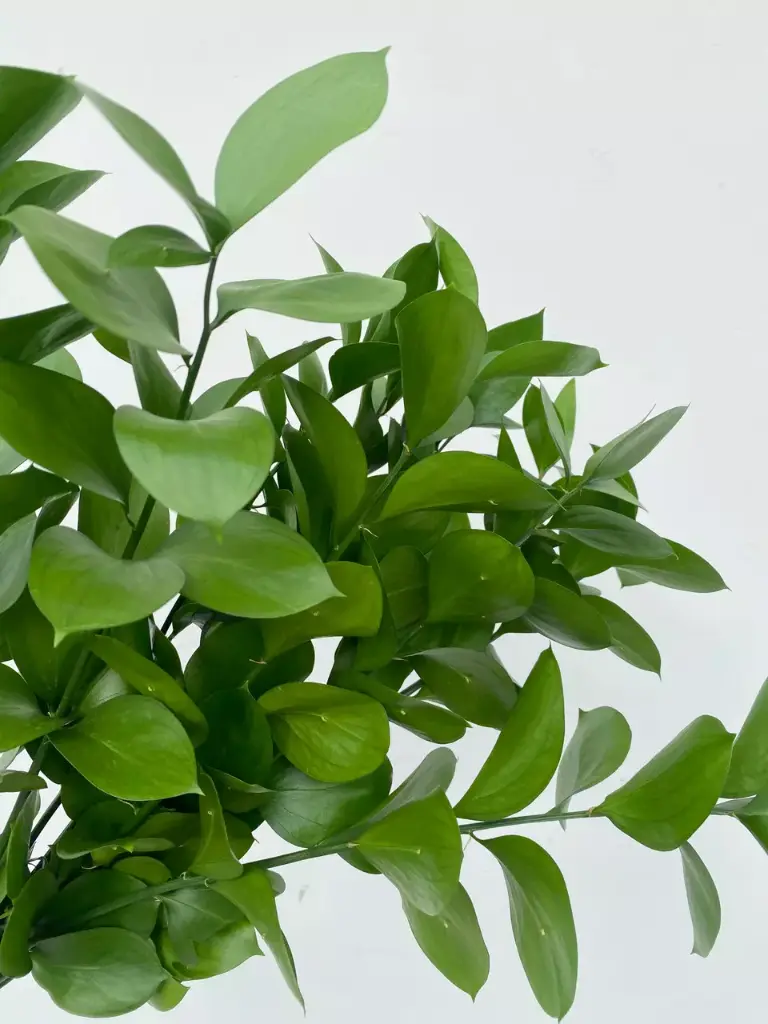 Greenery Israeli Ruscus