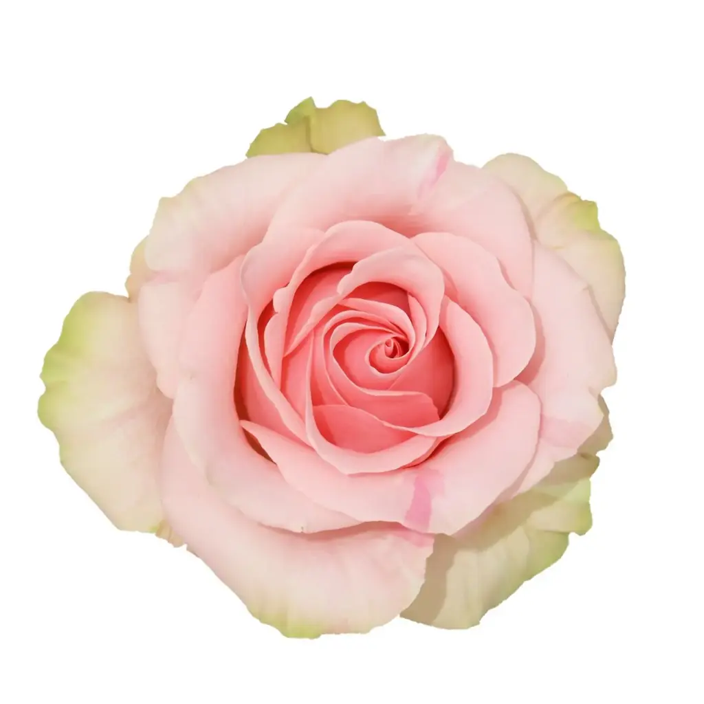  Roses 60cm Pink Absolut in Pink