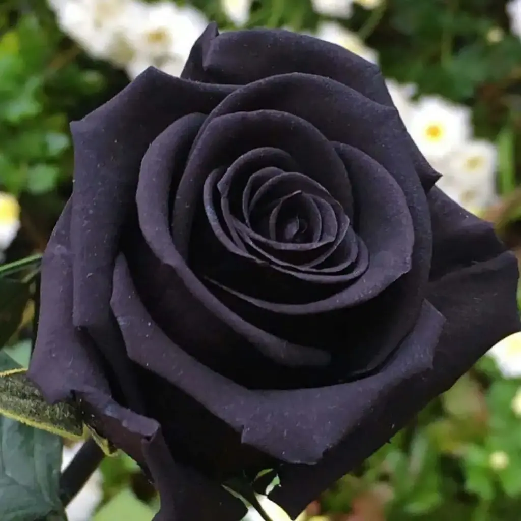  Roses Tinted 50cm Black 