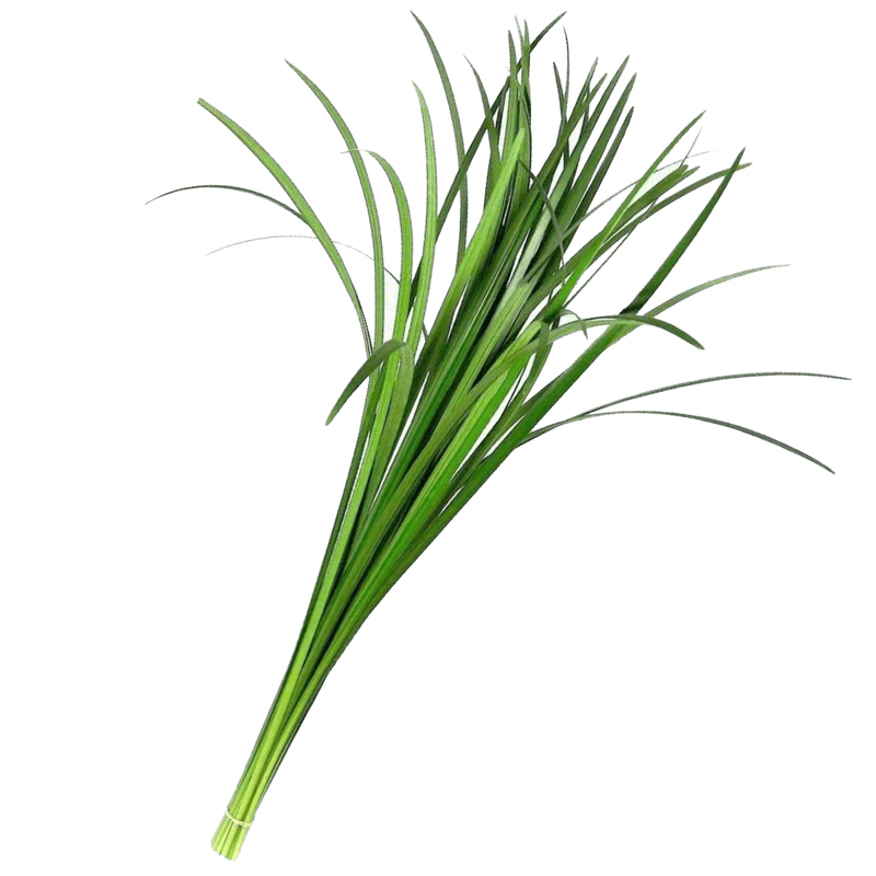 Greenery Lily Grass Bunch of 50 Stems