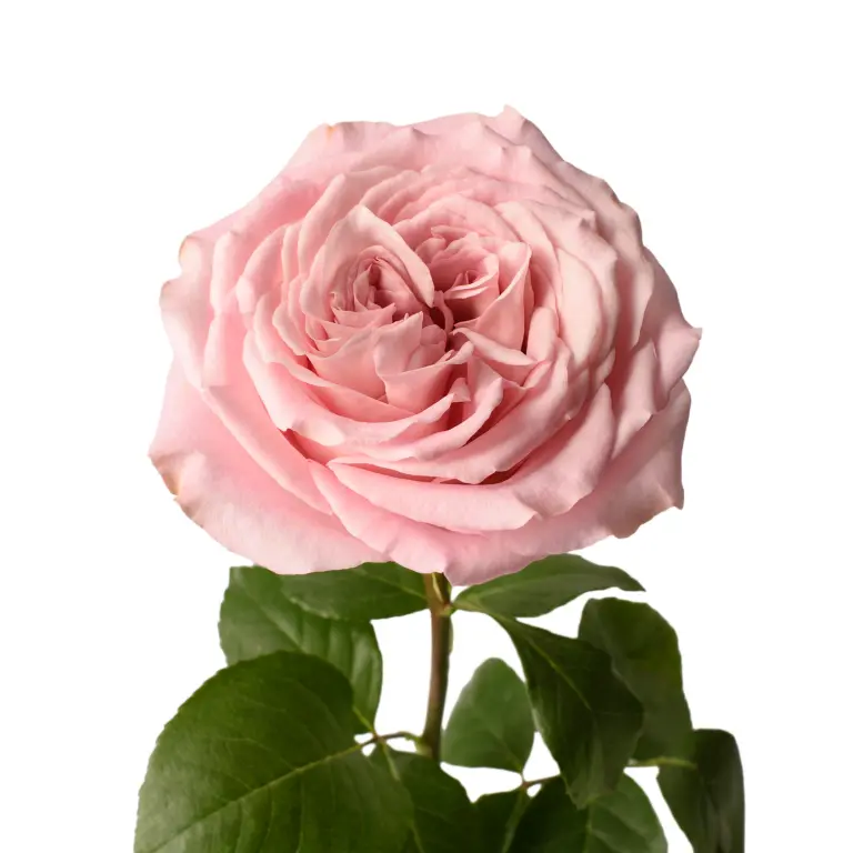  Roses 60cm Pink Sweet 4 Love