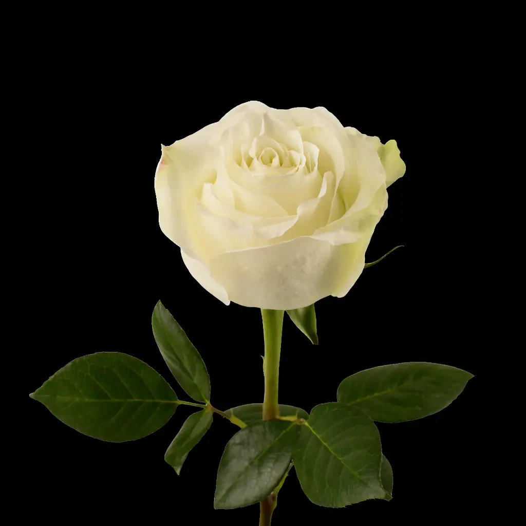  Roses 60cm White Matchpoint