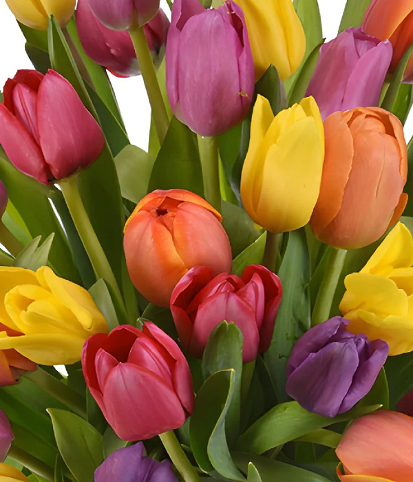 Tulips Assorted Assorted x 75 stems
