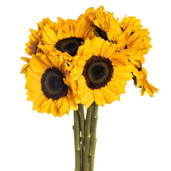  Sunflowers Extra