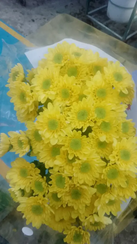 Chrysanthemum Novelties Yellow Solaris