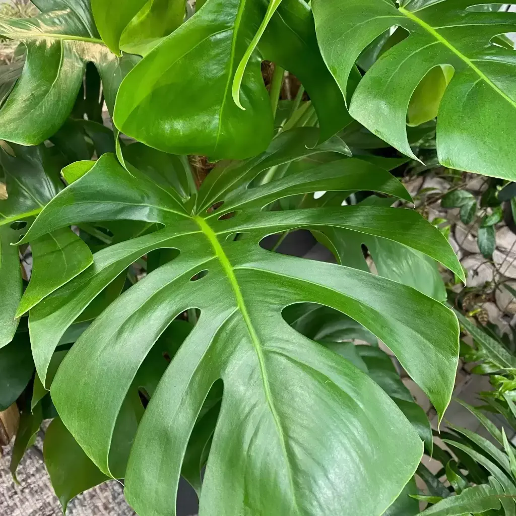 Greenery Monstera