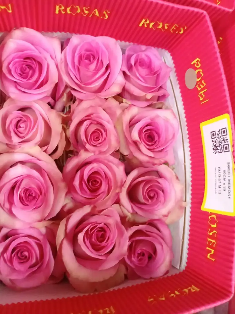  Roses 50cm Pink Sweet Memory