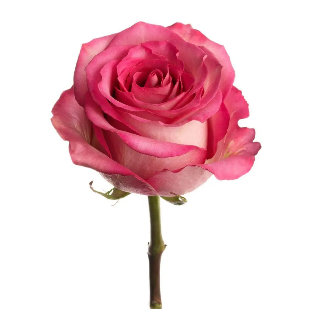  Roses 50cm Pink Sweet Memory
