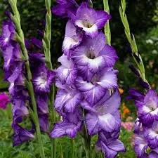 Gladiolus 60cm Purple Kim