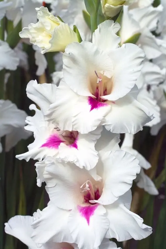 Gladiolus 60cm Bicolor  White-Lavender