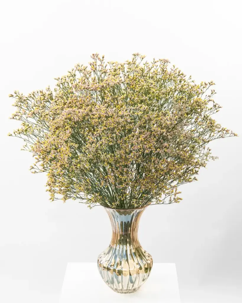 Limonium  Peach Nectarine