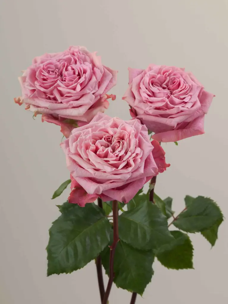 Roses 50cm Pink Garden Art Deco