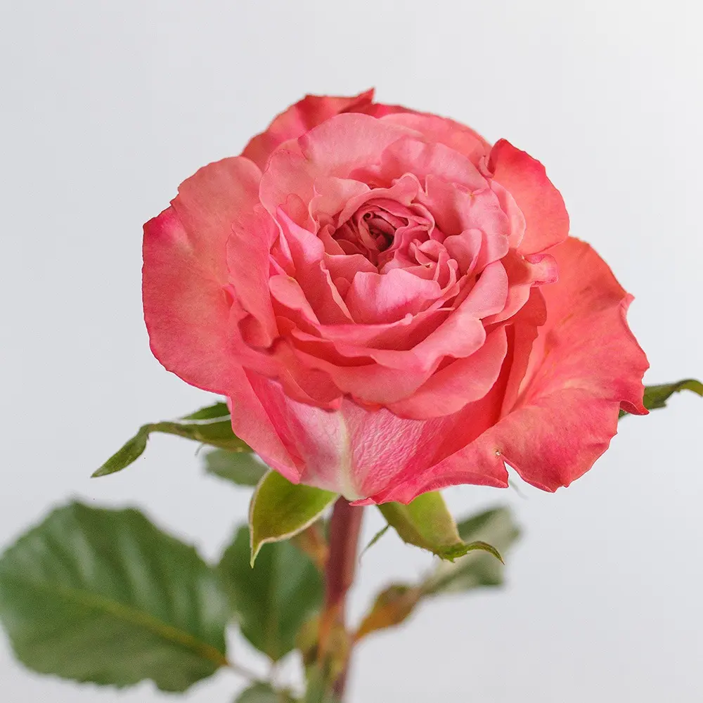 Roses 50cm Pink Jet Set