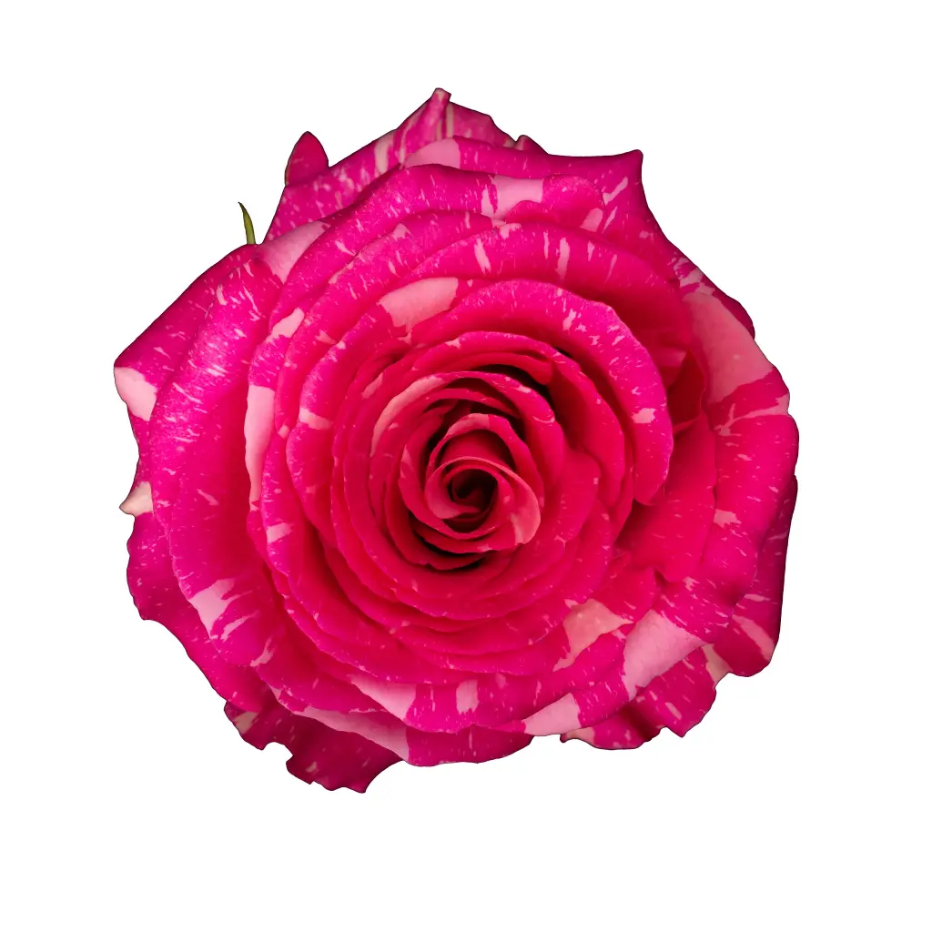  Roses 50cm Bicolor Hot Pink Pandora