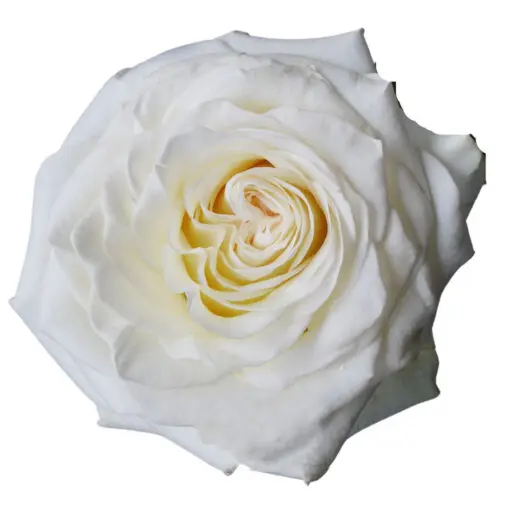    Roses 50cm White Shimmer