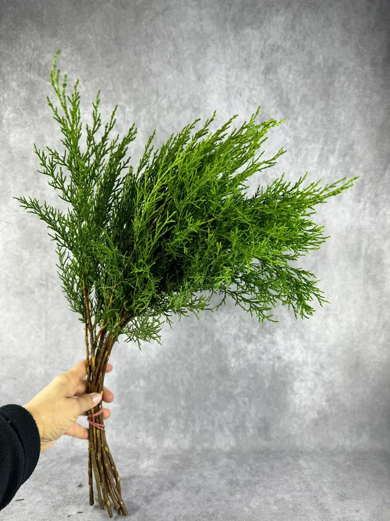 Greenery Pine Cypress