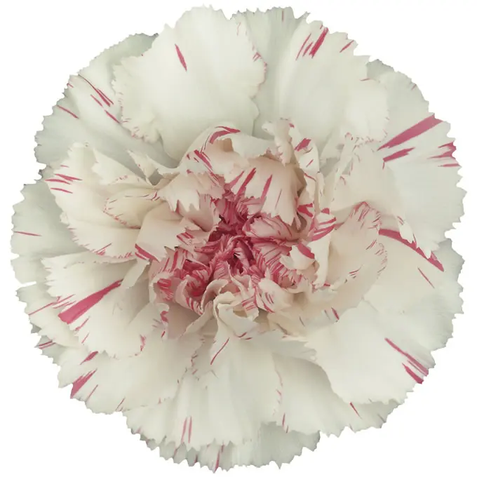 Carnations Standard Bicolor HP Yucari Cherry