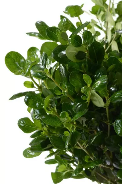 Greenery Pittosporum Shinny