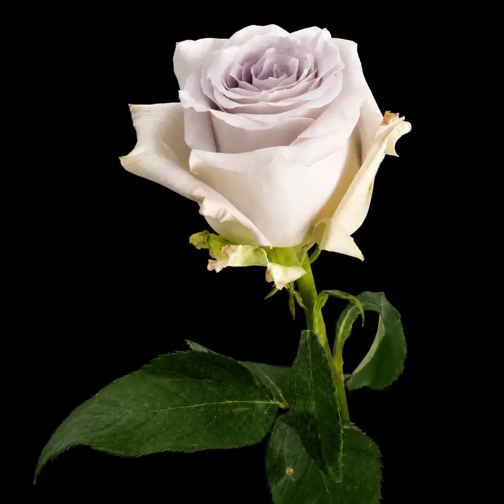 Roses 50cm Lavender Andrea