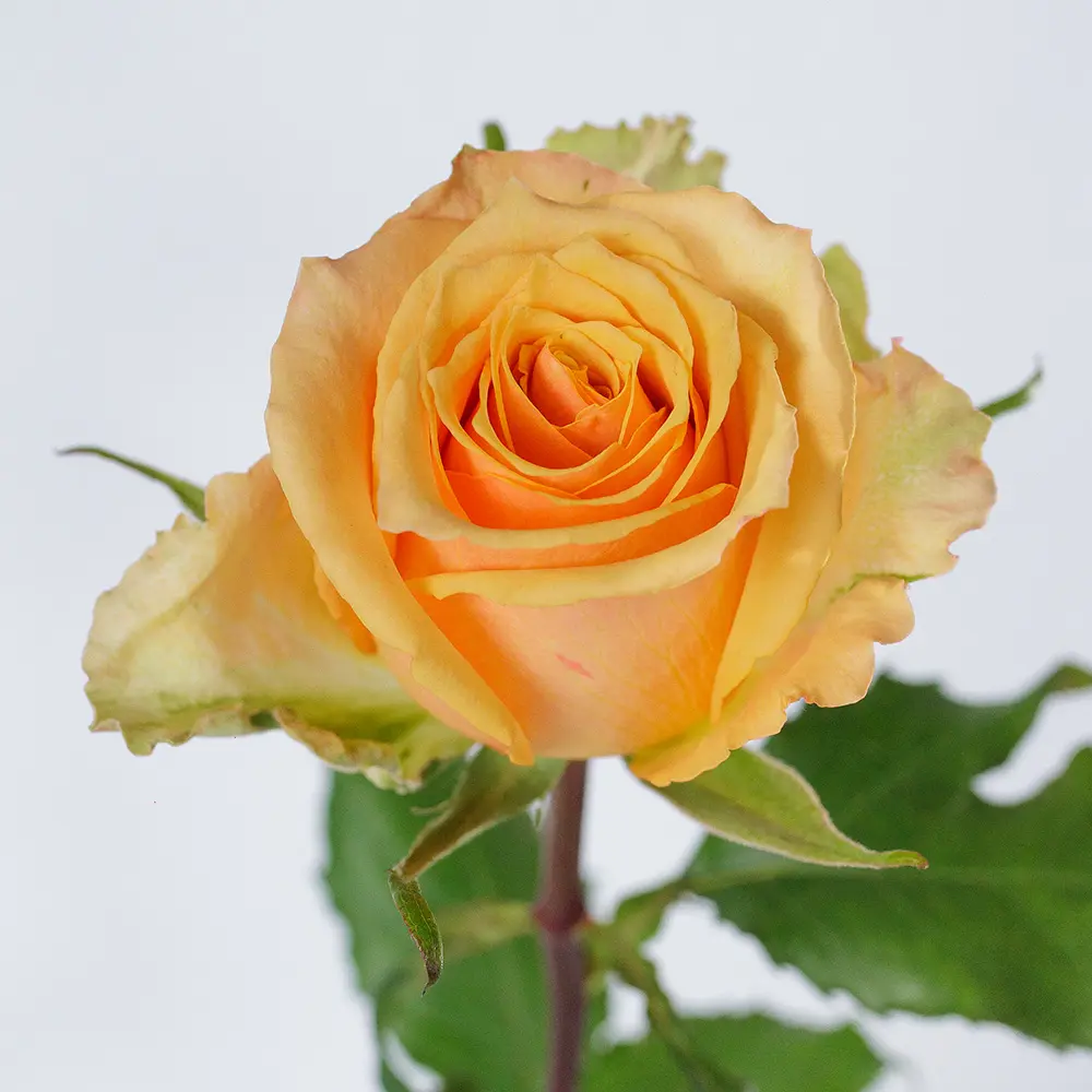 Roses 50cm Peach Alquimia