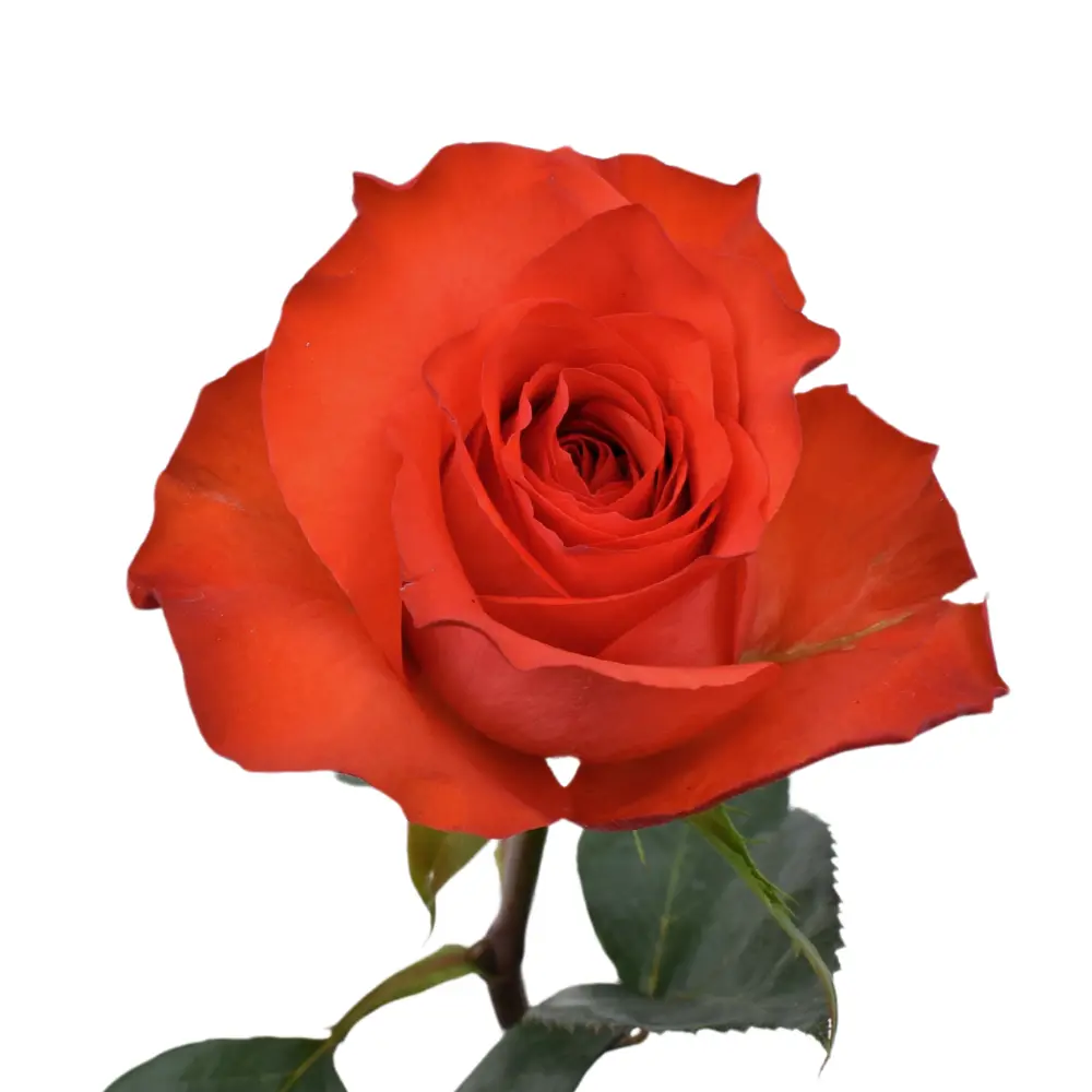 Roses 50cm Orange Bromo