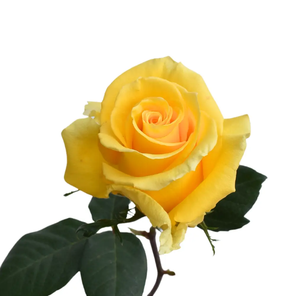 Roses 50cm Yellow Texas
