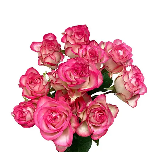  Spray Roses 50cm Bicolor Pink Candy Blossoms