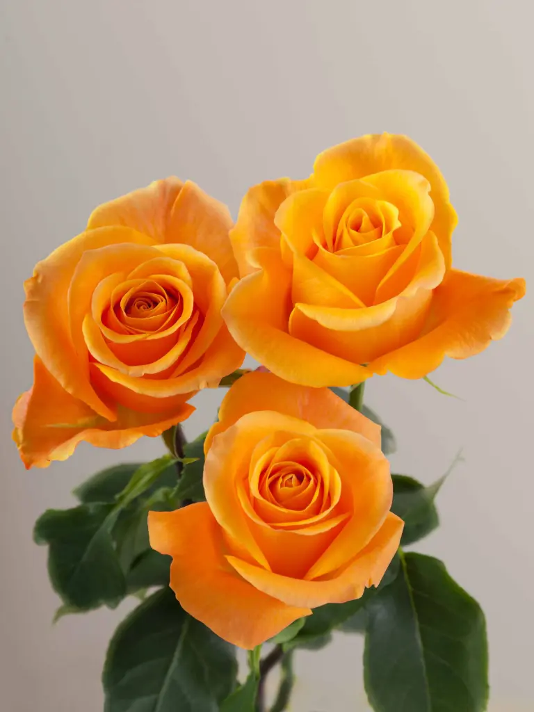  Roses 50cm Orange Aloha