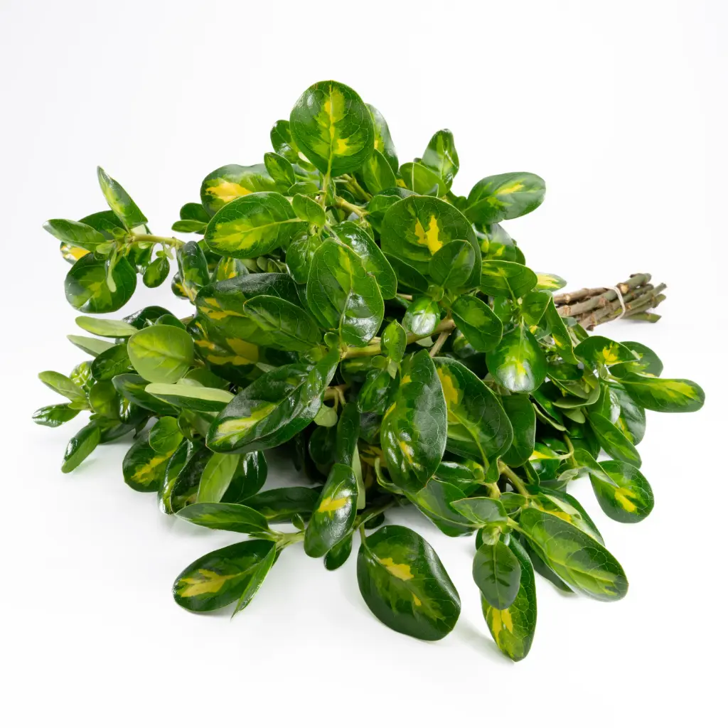 Greenery Pittosporum Shinny Variegated