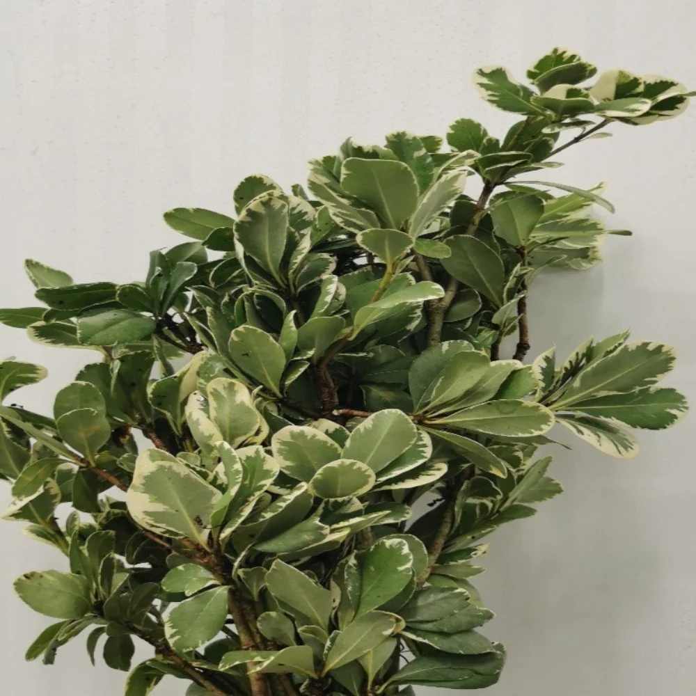 Greenery Pittosporum Shinny Variegated