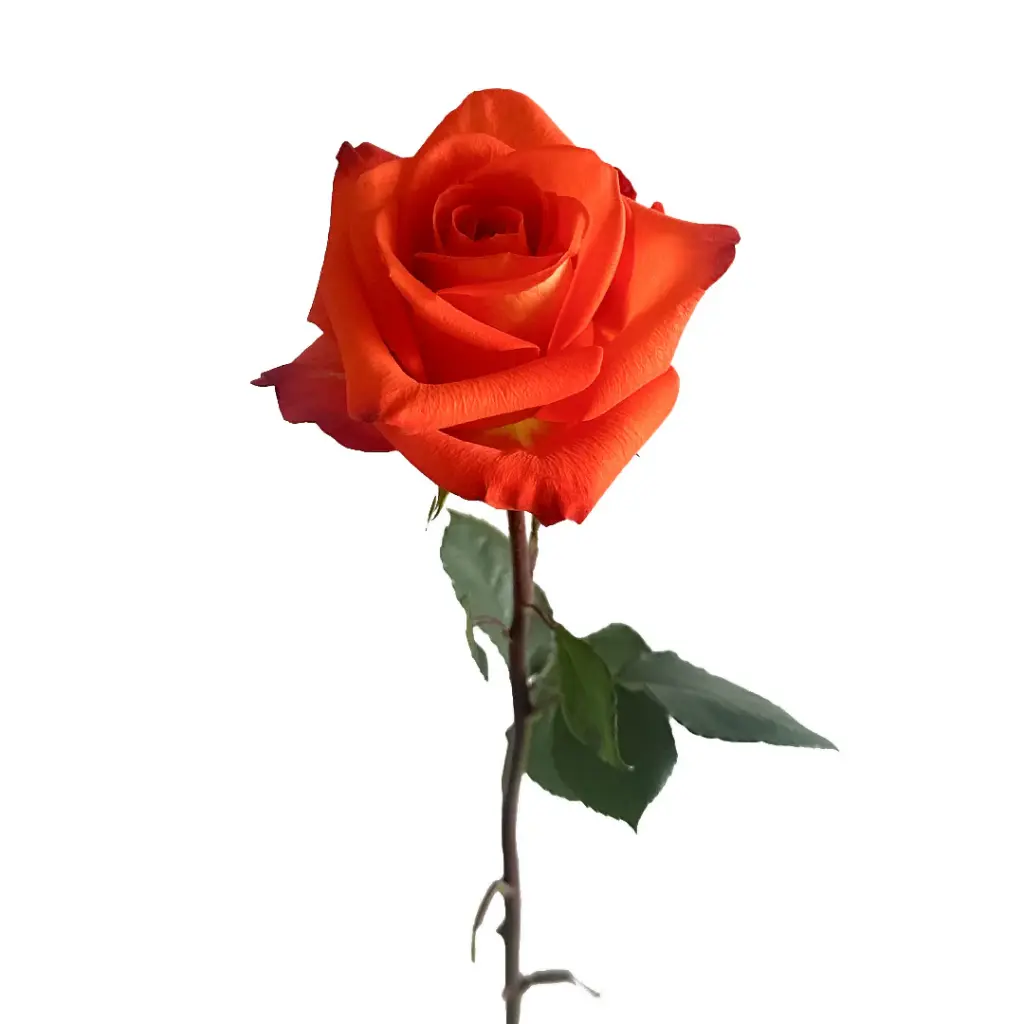  Roses 50cm Orange Hornbill