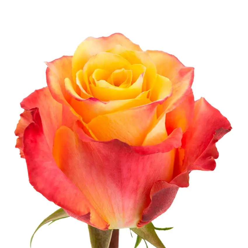  Roses 50cm Bicolor Orange Silantoi