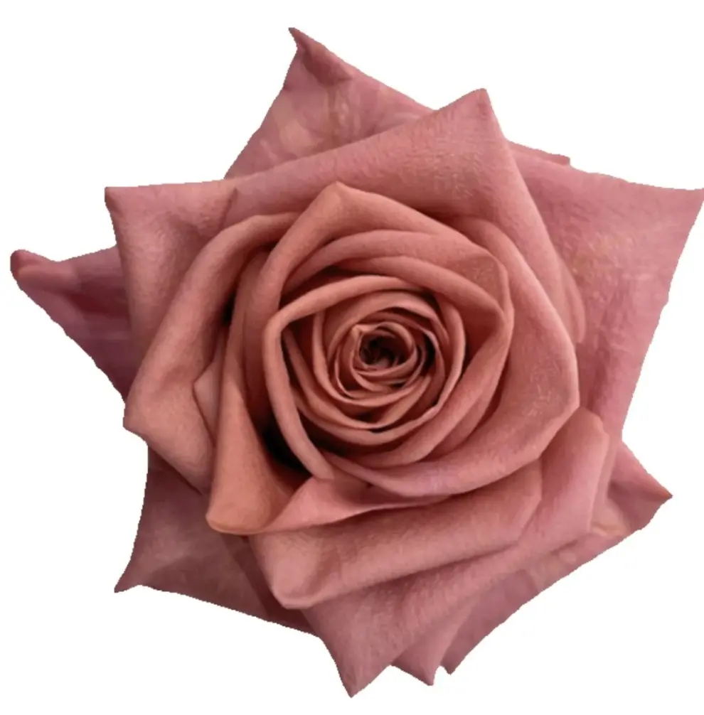  Roses 50cm Lavender Barista