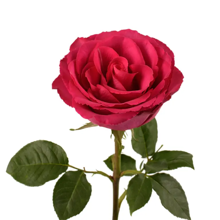  Roses 50cm Hot Pink Madam Cerise