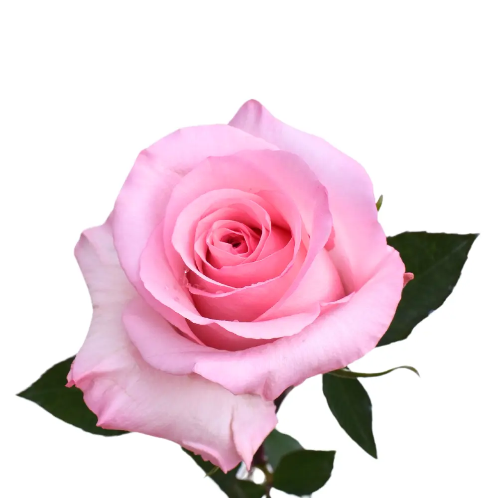 Roses 60cm Pink Jet Set