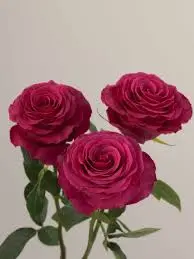  Roses 60cm Hot Pink Hot Spot